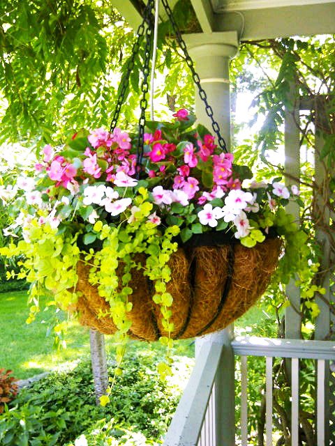 Coco-lined metal hanging basket planted with flowers